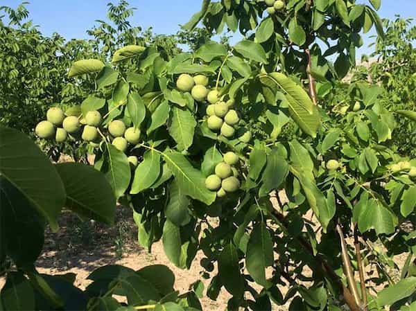 تصویر 4 از خرید و فروش نهال گردو تویسرکان با شرایط فوق العاده